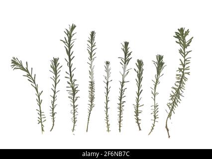 Herbarium. Getrocknete Kräuter. Zusammensetzung der Gras auf einem weißen Hintergrund. Stockfoto