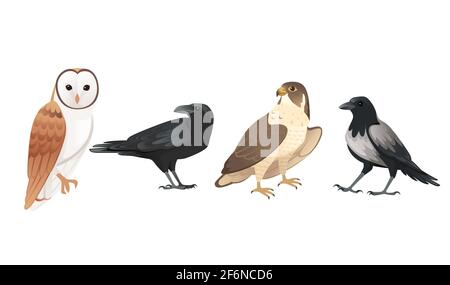 Set von Waldvögeln Eule Rabe Hawk und Krähe Cartoon Tier Design Vektor-Illustration auf weißem Hintergrund. Stock Vektor