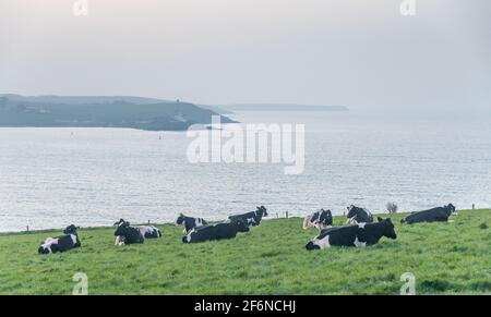 Crosshaven, Cork, Irland. April 2021. Eine Herde Rinder ruht auf den Hängen des Hafens mit Blick auf Roches Point in Templebreedy, Crosshaven, Co. Cork, Irland. - Credit; David Creedon / Alamy Live News Stockfoto