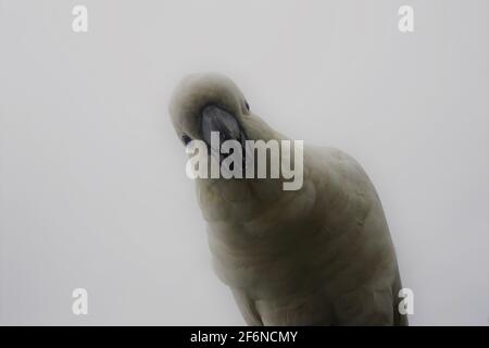 Nahaufnahme eines schwefelbehaarten Cockatoos, der mit Interesse auf den schaut Kamera Stockfoto