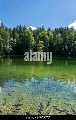 Schöner kristallklarer See im Wald der Bayerischen Alpen, Deutschland Stockfoto