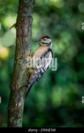 Jungtier Buntspecht Dendrocopos major in einem Norfolk-Garten in großbritannien. Stockfoto