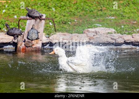 Weiße Ente, die in einem Wassersee planscht. Stockfoto