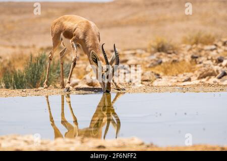 Die Dorcas Gazelle (Gazella dorcas), auch Ariel gazelle genannt, ist eine kleine, gemeinsame Gazelle. Die Dorcas Gazelle ist etwa 55 - 65 cm Am s Stockfoto