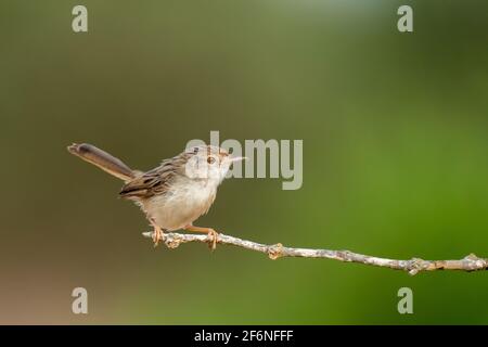Weiblicher Haussparrow (Passer domesticus biblicus) auf einem Zweig, fotografiert im September in Israel Stockfoto