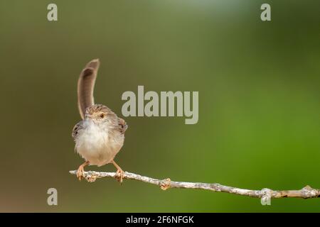 Weiblicher Haussparrow (Passer domesticus biblicus) auf einem Zweig, fotografiert im September in Israel Stockfoto