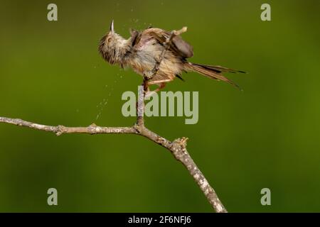 Weiblicher Haussparrow (Passer domesticus biblicus) auf einem Zweig, fotografiert im September in Israel Stockfoto