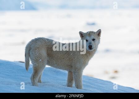 Grönländischer Hund auf Schnee, Grönland. Stockfoto