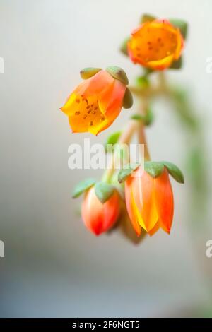 Blühende Echeveria (Sorte) Sukulente Pflanze. Echeveria ist eine große Gattung von blühenden Pflanzen aus der Familie der Crassulaceae, die in Halbwüstengebieten beheimatet ist Stockfoto