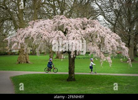 Henrietta Park, Bath. 2. April 2021 in einem der malerischsten öffentlichen Gärten von Bath, dem Henrietta Park, ist die frühe Frühlingsblüte in eine Fülle von rosa Blüten geplatzt. Das warme Wetter der letzten Zeit hat Tausende von zarten rosa Blüten zum Auftauchen ermutigt und die Luft mit süßem Duft und summenden Bienen gefüllt. Kredit: Casper Farrell/Alamy Live Nachrichten Stockfoto