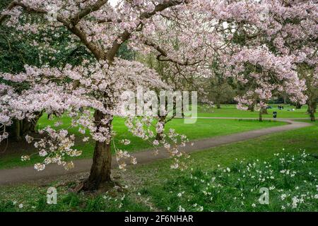 Henrietta Park, Bath. 2. April 2021 in einem der malerischsten öffentlichen Gärten von Bath, dem Henrietta Park, ist die frühe Frühlingsblüte in eine Fülle von rosa Blüten geplatzt. Das warme Wetter der letzten Zeit hat Tausende von zarten rosa Blüten zum Auftauchen ermutigt und die Luft mit süßem Duft und summenden Bienen gefüllt. Kredit: Casper Farrell/Alamy Live Nachrichten Stockfoto