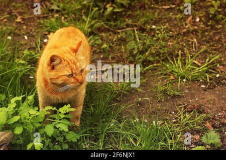 Schöne Katze im Garten Stockfoto