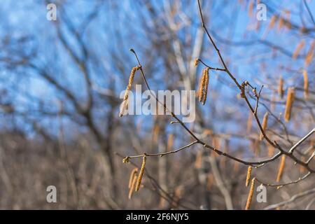 Birkenkätzchen im Frühling auf dem Ast ohne Blätter. Blauer natürlicher Hintergrund. Das Konzept des frühen Frühlings. Heller, sonniger Tag. Das Konzept der Frühjahrswahl Stockfoto