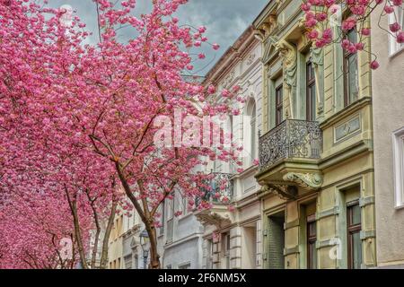 Schöne Kirschblüten und typische Architektur in Bonn Deutschland Stockfoto