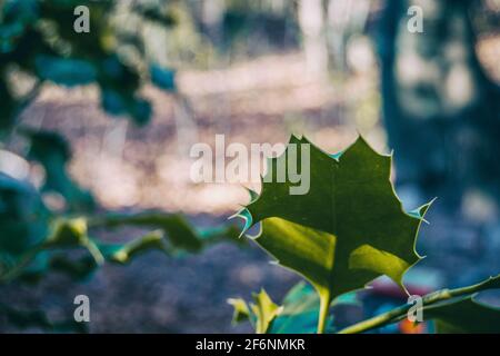 Grünes Blatt aus der Nähe mit Spitzen eines Ilex Stockfoto