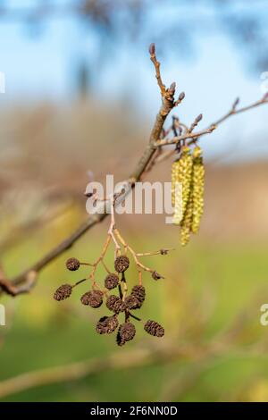 Blühende Hasel-Äste während der Frühjahrssaison Stockfoto