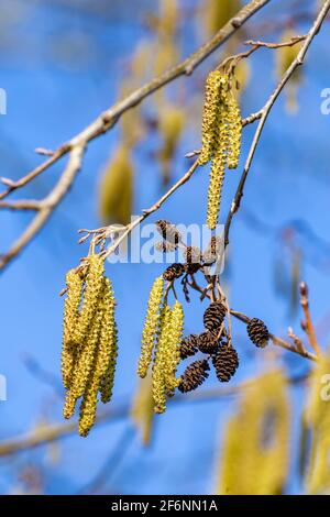 Blühende Hasel-Äste während der Frühjahrssaison Stockfoto