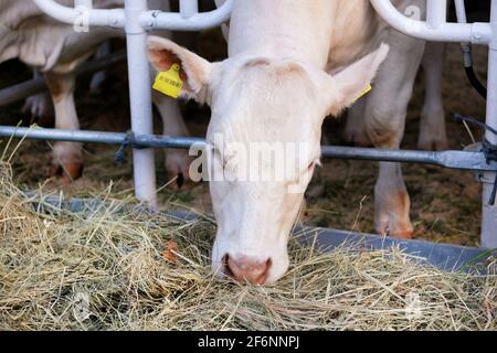 Weiße Kuh frisst Heu auf dem Milchviehbetrieb. Konzept der Landwirtschaft, Landwirtschaft und Viehzucht. Stockfoto