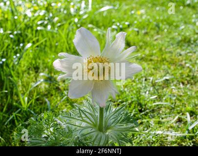 Weiß blühende Pasque Blume, Pulsatilla vulgaris, Alba, Bayern, Deutschland, Europa Stockfoto