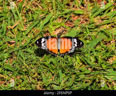 Nahaufnahme eines Monarchschmetterlings mit ausgebreiteten Flügeln in Simbabwe. Stockfoto