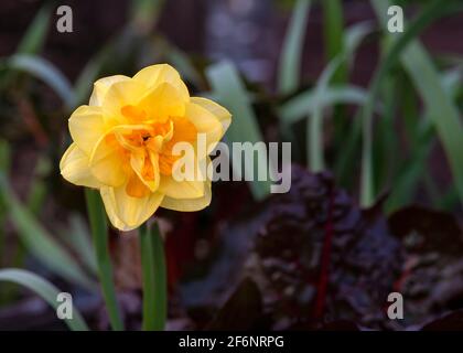 Selektiver Fokus auf eine tahiti-Narzisse eine wunderschöne gelbe und orange doppelköpfige Narzisse, mit einem dunkelgrünen Gartenhintergrund, der für den Kopierbereich aufgenommen wurde Stockfoto