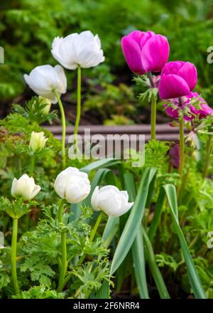 Blumengarten Hintergrund , selektive Fokus für einen Kopierraum und Text über Lay mit weißen und rosa Anemone mit einem grünen Hintergrund aufgenommen Stockfoto