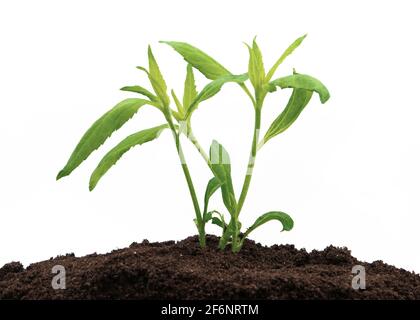 Junge Ingwerpflanze, die zu frischem Kompost wächst, isoliert auf einem Weißer Hintergrund Stockfoto