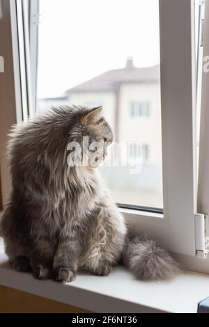 Eine flauschige schottische Katze schaut aus dem Fenster. Das Kätzchen sitzt auf der Fensterbank und schaut vorsichtig zu. Orangefarbene Augen und ein langer Schnurrbart. Ein ernster, thoug Stockfoto