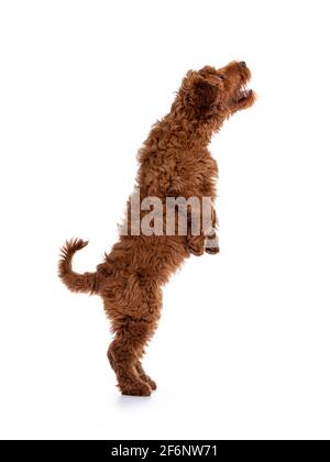 Seitenansicht des entzückenden roten Cobberdog aka Labradoodle Hund Welpen, springen auf. Isoliert auf weißem Hintergrund. Stockfoto