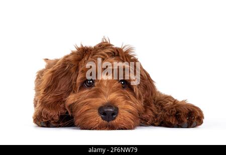 Bezaubernder roter Cobberdog aka Labradoodle Hundewelpe, der sich mit dem Vorderkopf flach auf den Boden legt. Blick direkt auf die Kamera, geschlossener Mund. Isoliert Stockfoto
