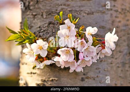 Blüten des japanischen Kirschblütenbaums „Somei Yoshino“, der aus wächst Kofferraum Stockfoto