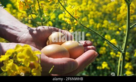 Männliche Hände halten Hühnereier im Rapsfeld Stockfoto