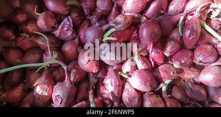 Eine Gruppe von rosa Blumen Hochwertige Foto Stockfoto