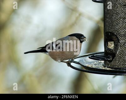 Ein weiblicher Bullfinch landet auf einem Gartenvogelfutterhäuschen. Normalerweise sind dies scheue Vögel des Baumkronens, aber Menschen, die Vögel zu Hause füttern, werden sie sehen Stockfoto