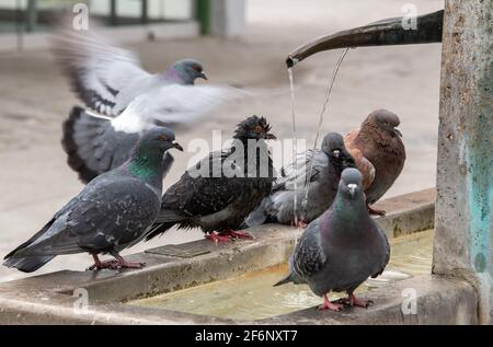 München, Deutschland. April 2021. Tauben baden im Elise Aulinger Brunnen, der sich am Viktualienmarkt im Herzen der bayerischen Hauptstadt befindet. Kredit: Peter Kneffel/dpa/Alamy Live Nachrichten Stockfoto
