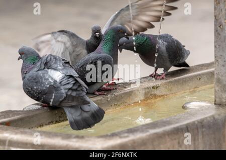 München, Deutschland. April 2021. Tauben baden im Elise Aulinger Brunnen, der sich am Viktualienmarkt im Herzen der bayerischen Hauptstadt befindet. Kredit: Peter Kneffel/dpa/Alamy Live Nachrichten Stockfoto