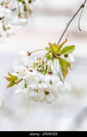 Blüte hängt an einer wilden Kirsche. Prunus avium Roaceae in Hochton, Northampton, England, Großbritannien. Stockfoto