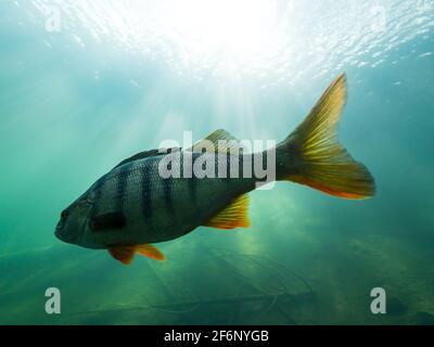 Gestreifter Barschfisch mit roten Flossen im klaren Wasser Stockfoto