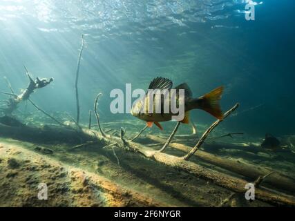 Unterwasseransicht eines großen Barschs, der im Waldsee schwimmend ist Stockfoto