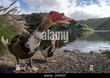 Zwei Enten am Ufer des Staudamms Las Garzas. Santa María de Guía. Gran Canaria. Kanarische Inseln Stockfoto