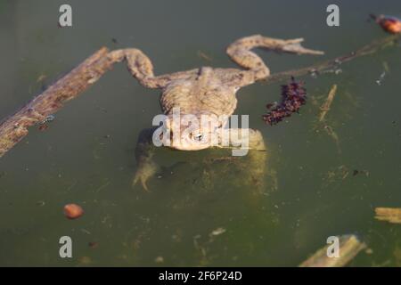 Im Frühjahr verlässt der Frosch den Überwinterungsplatz und sammelt sich in flachen Gewässern Stockfoto