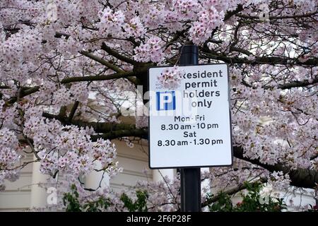 Blick auf einen Resident Permit nur Parkscheininhaber an Ein Pfosten mit hübscher Kirschblüte, die im Hintergrund blüht Stockfoto