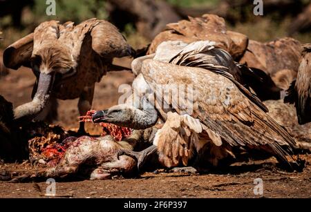 Geier füttert sich aus der Nähe der Seitenansicht Stockfoto