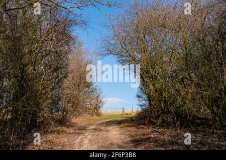 Fußweg/Farmweg in Richtung Chanctonbury Ring im South Downs National Park, West Sussex, Großbritannien. Stockfoto