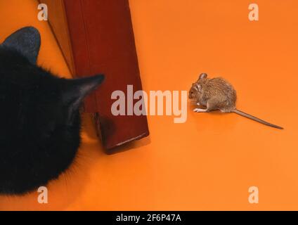Schwarze Katze jagt eine Maus und beobachtet das Nagetier aus nächster Nähe. Stockfoto
