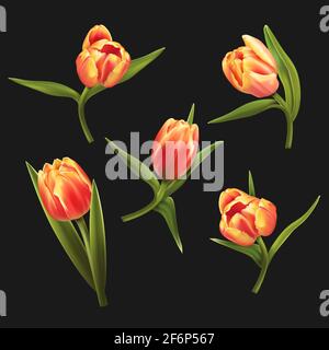 Fünf bunte Tulpen isoliert auf schwarzem Hintergrund. Vektorgrafik. Stock Vektor