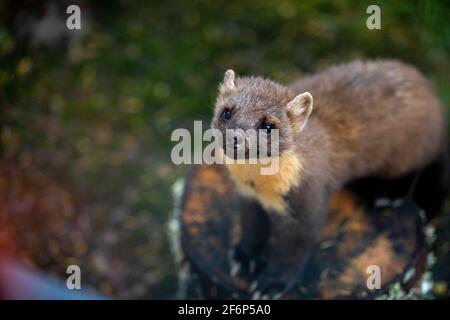 Pine Martens, Ardnamurchan, Schottland Stockfoto