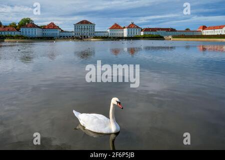 Schwan im Teich bei Schloss Nymphenburg. München, Bayern, Deutschland Stockfoto