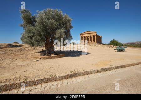 Tempel der Concordia oder Tempio della Concordia auf Italienisch. Tempelbau mit Olivenbaum. Tal der Tempel, Agrigento, Sizilien, Italien. Stockfoto