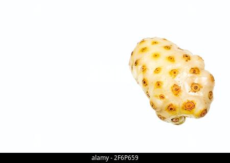 Reife Noni Frucht - Morinda citrifolia. Weißer Hintergrund Stockfoto